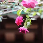 Chicken\'S House- Duong Lam Homestay