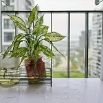 Vinhomes Ocean Park - Love Room