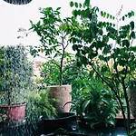 Pomelo - Sun\'S Homestay - Lake View
