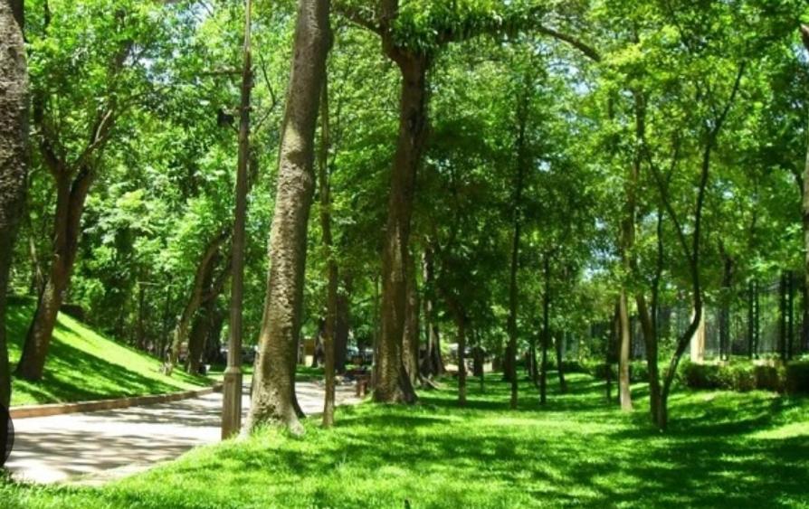 Da Tree Ở trọ *