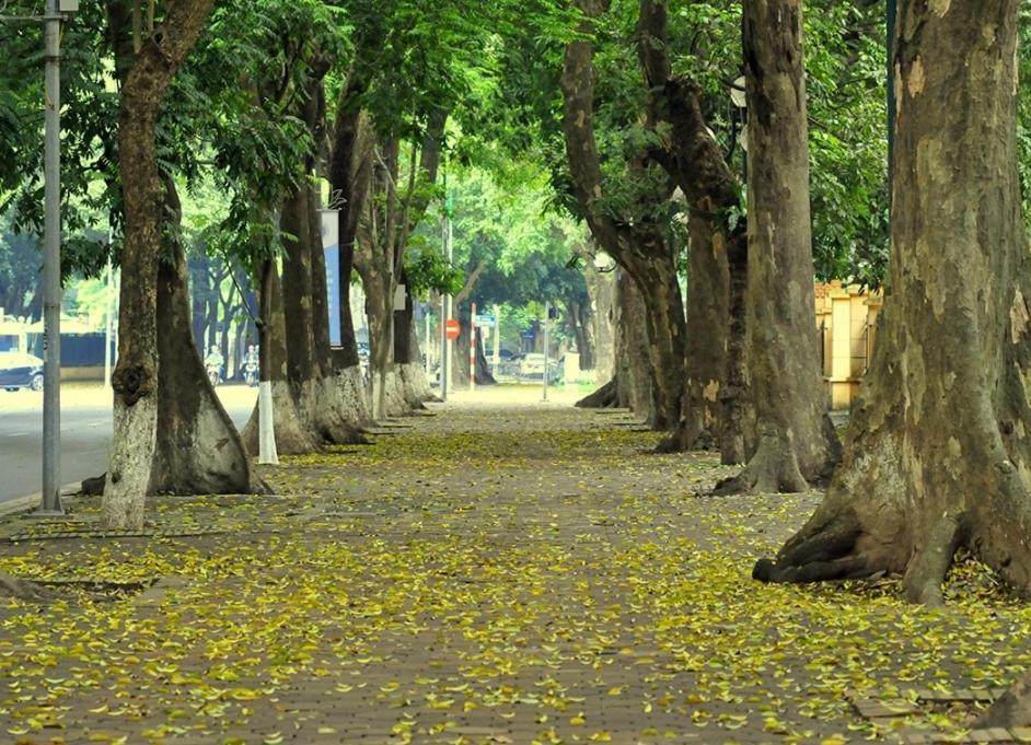 Ở trọ Da Tree Hà Nội