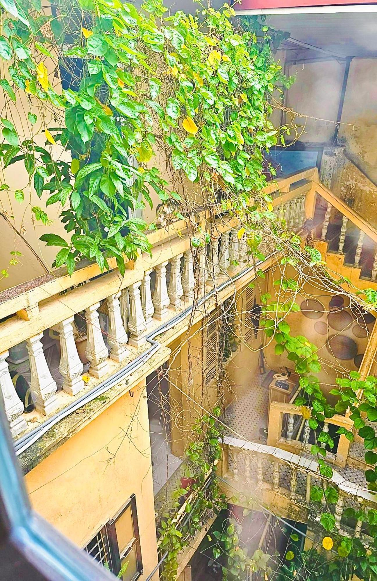 Azalea Hà Nội