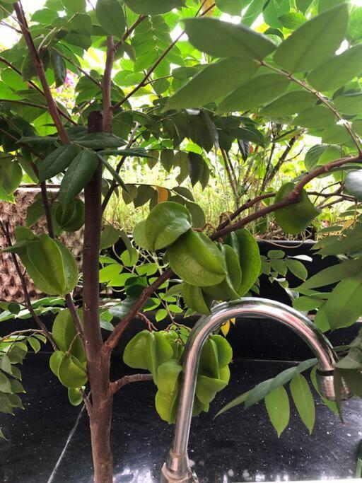 Pomelo - Sun's - View *