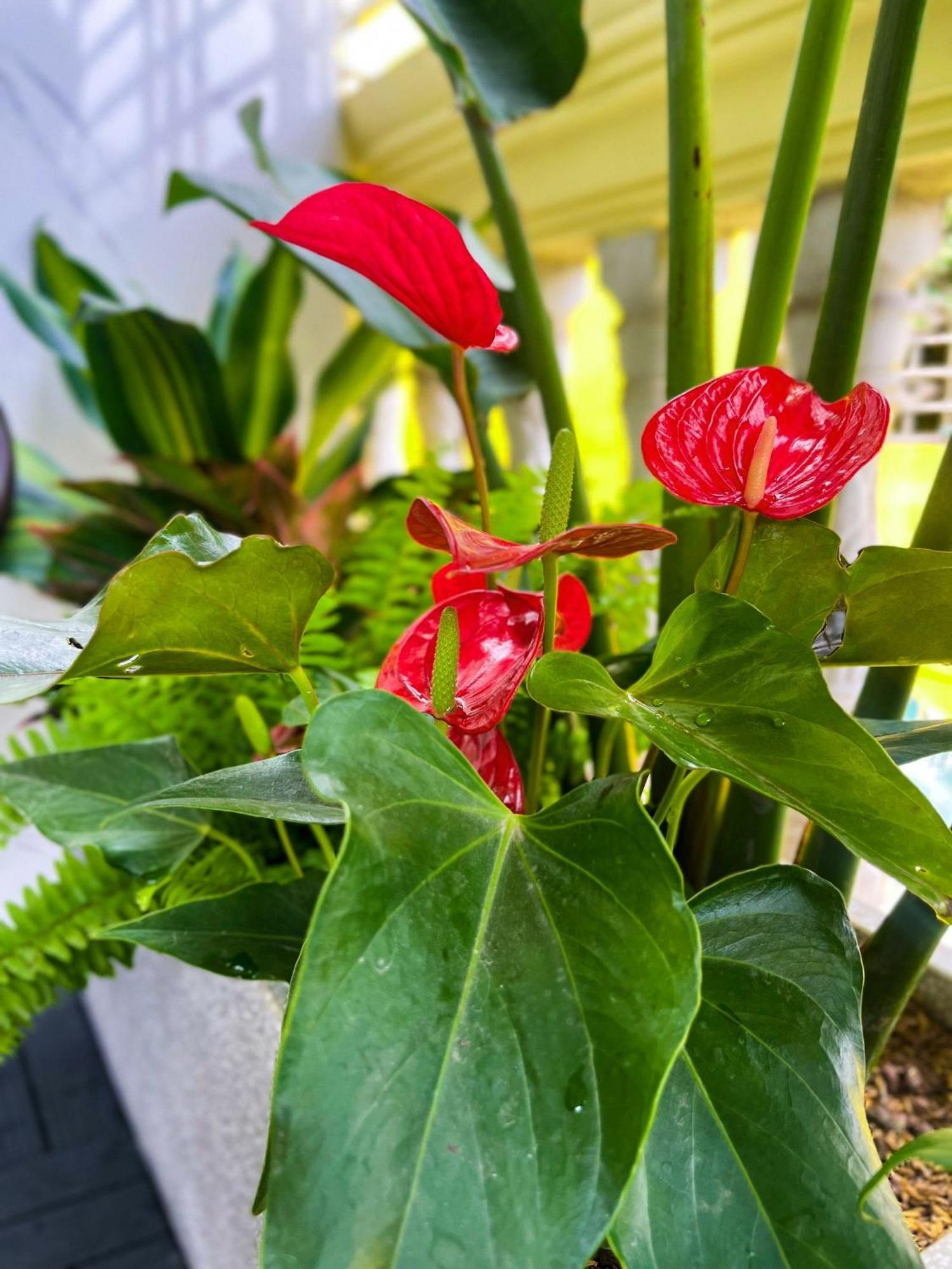 Homestay Sunny Garden Balcony In Old Quarter, Free Laundry, Free Water Hanoi
