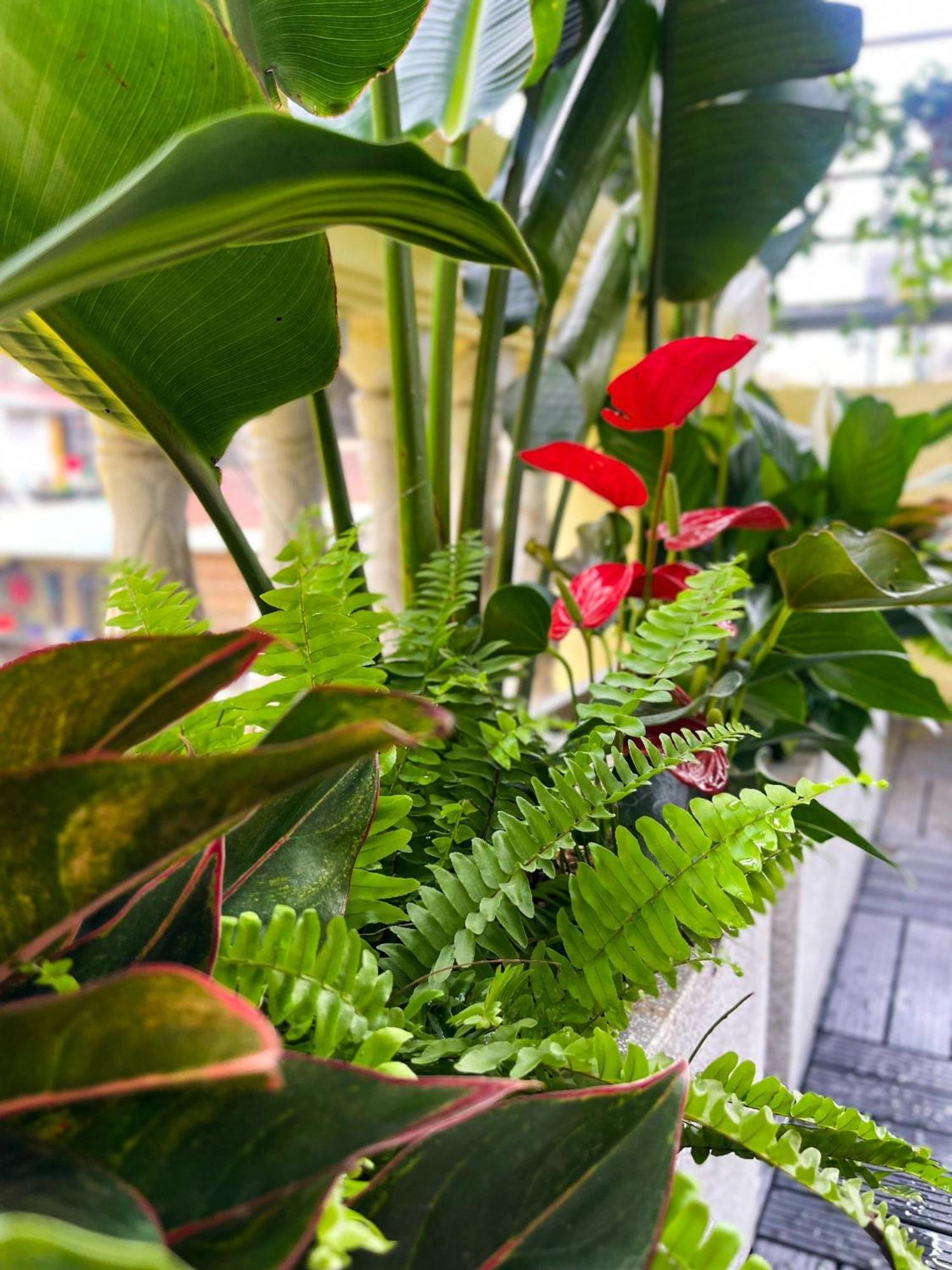 Sunny Garden Balcony In Old Quarter, Free Laundry, Free Water Homestay *
