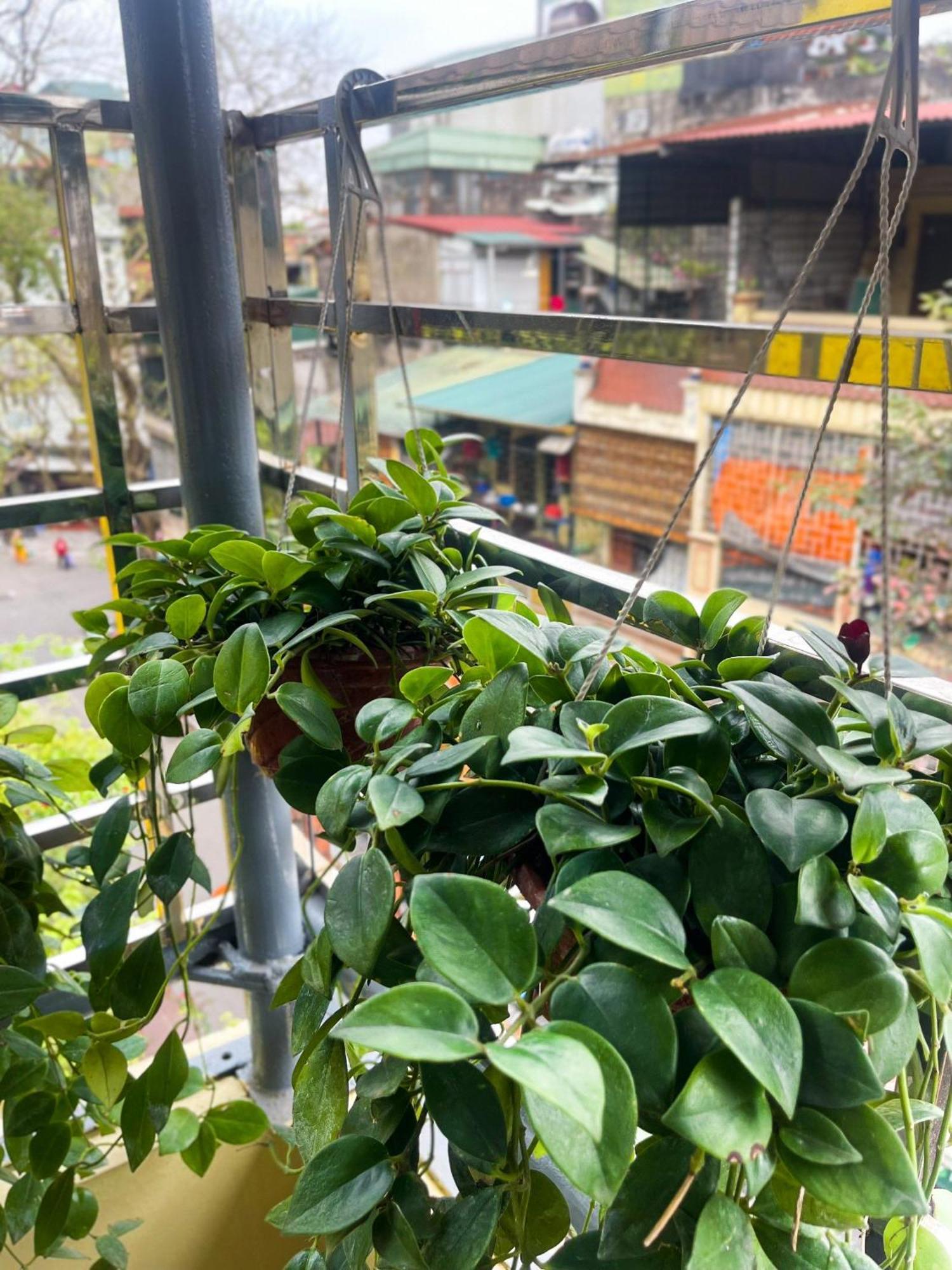 Homestay Sunny Garden Balcony In Old Quarter, Free Laundry, Free Water