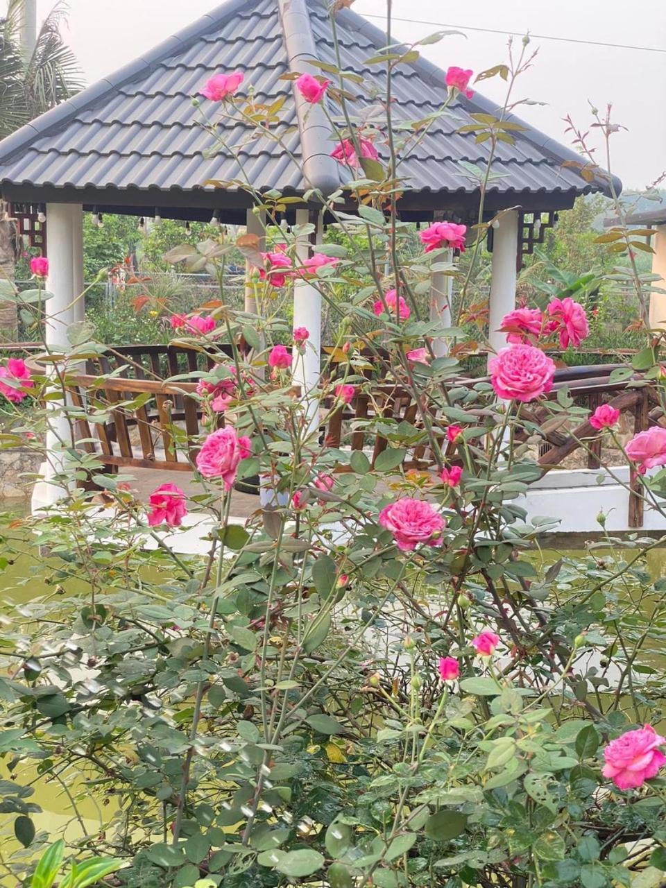 Hoang Yen Garden Bavi - Venuestay Homestay *