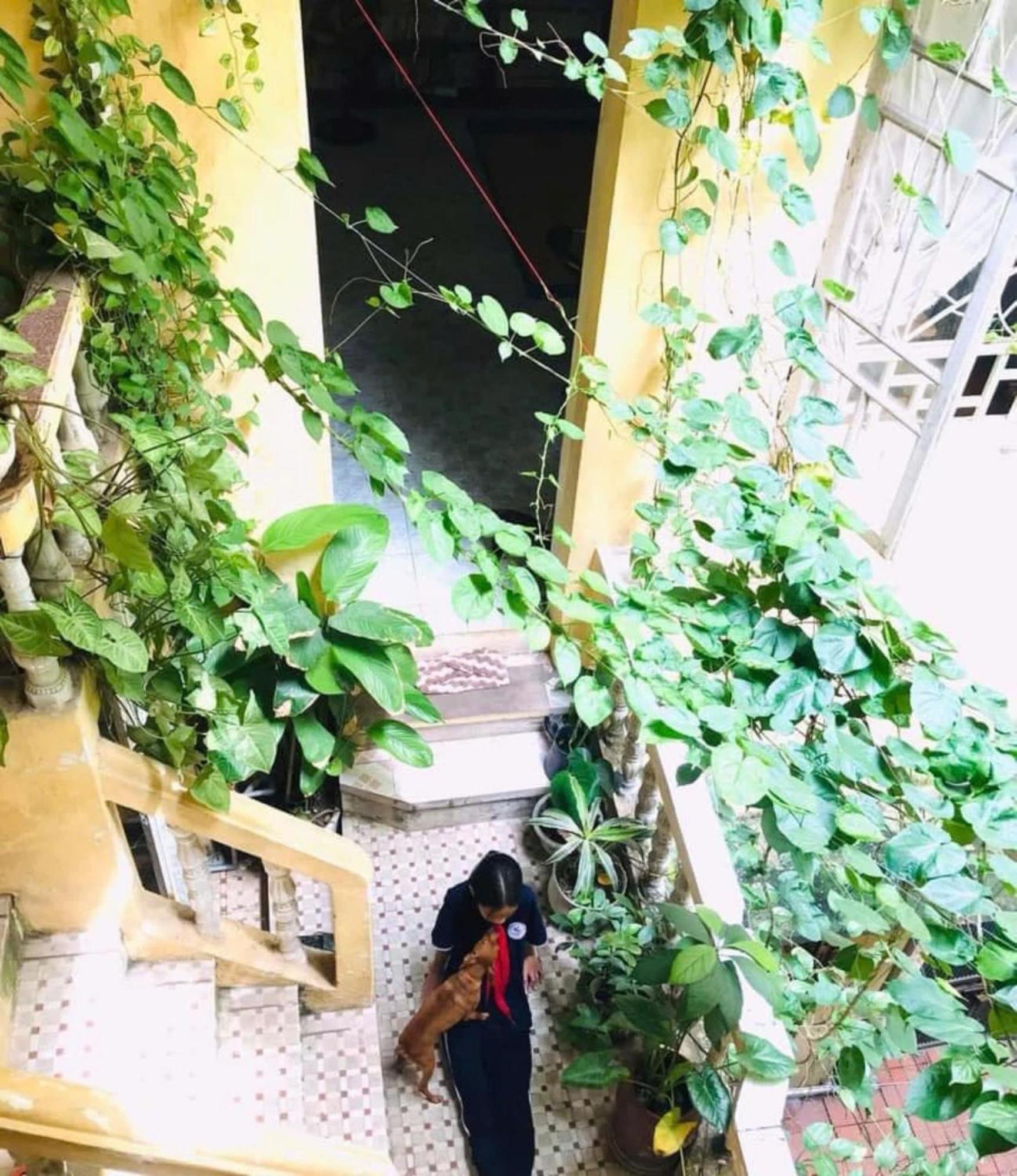 Azalea * Hà Nội