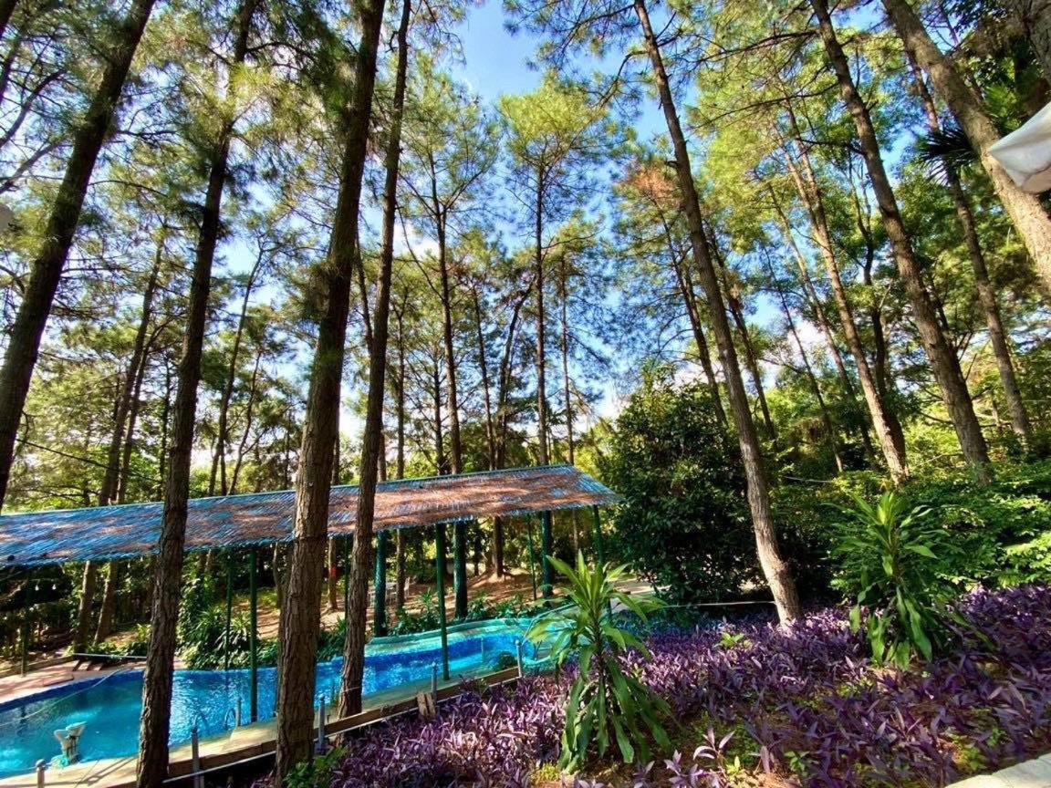 Pine Hill & Chalet *