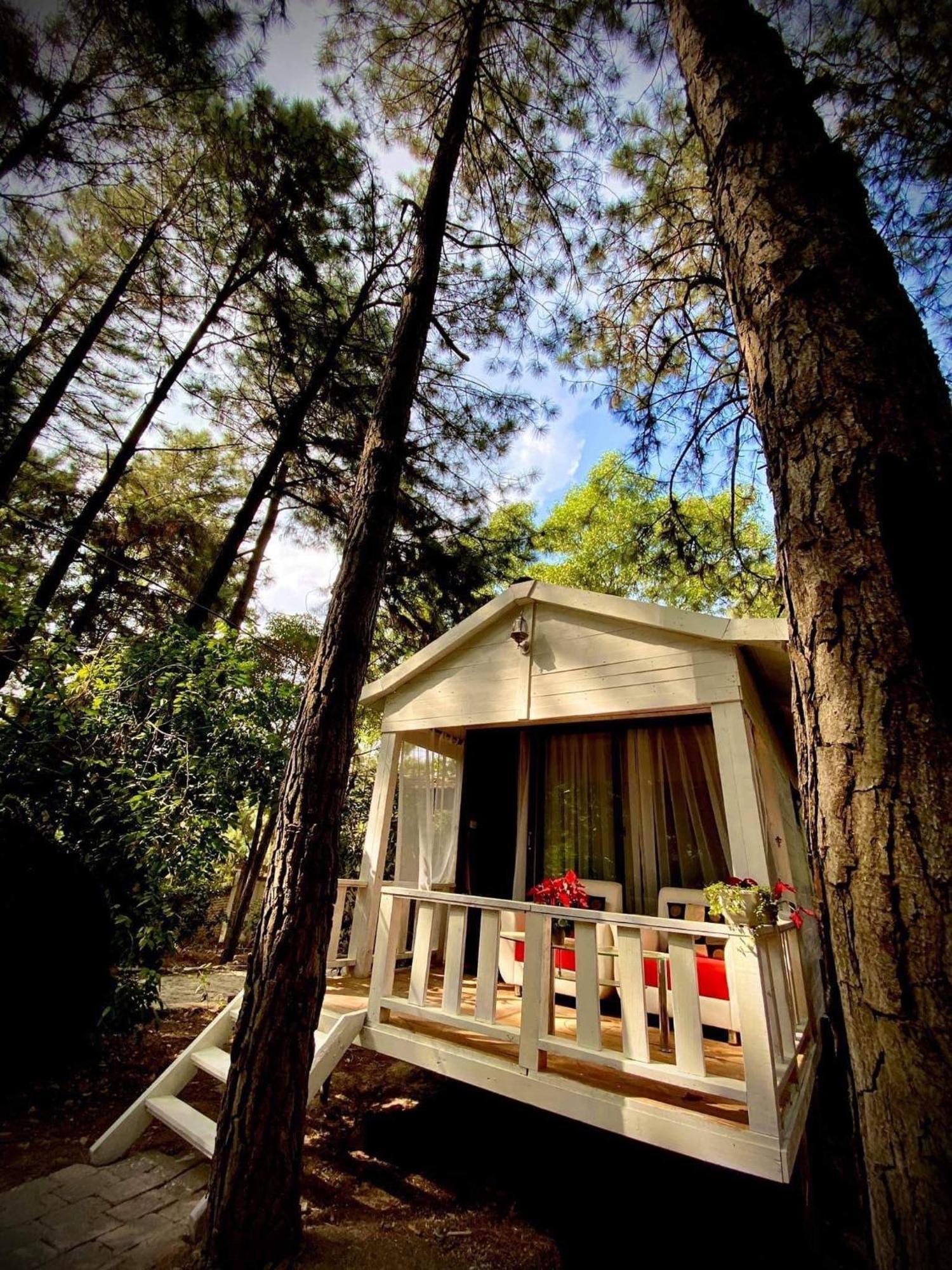 Pine Hill & Chalet *