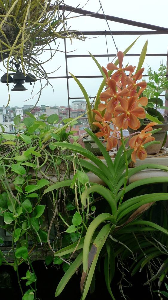 Hotel Garden Queen 2*