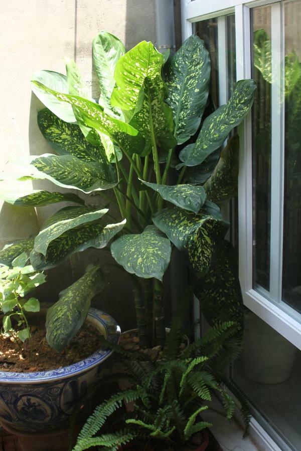 Chicken's House- Duong Lam Homestay Hanoi