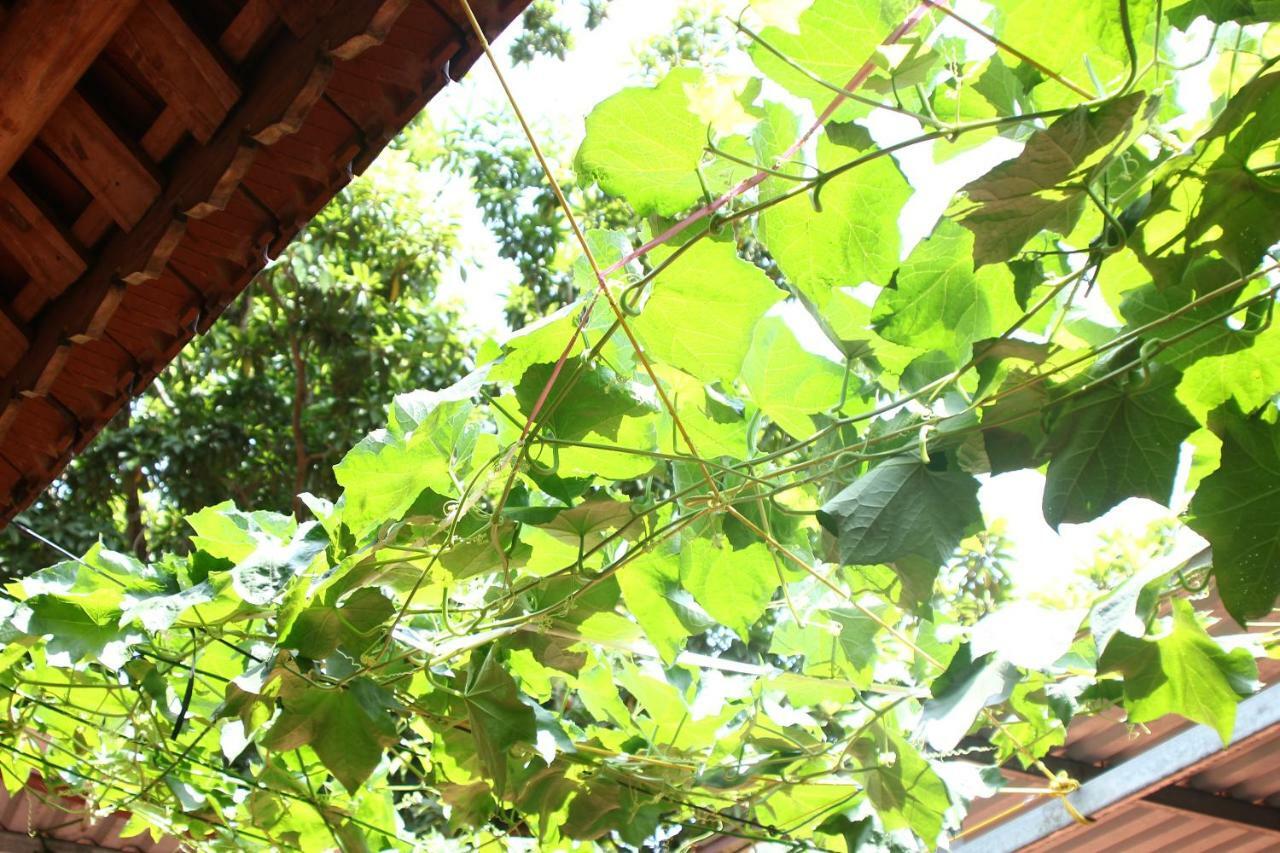 Chicken's House- Duong Lam *