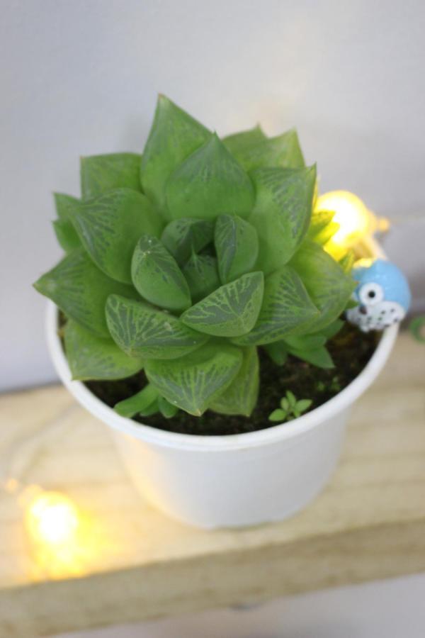 Amazing Stay- Homestay, City View, Near Center Hanoi, Nk Cau Giay Homestay *