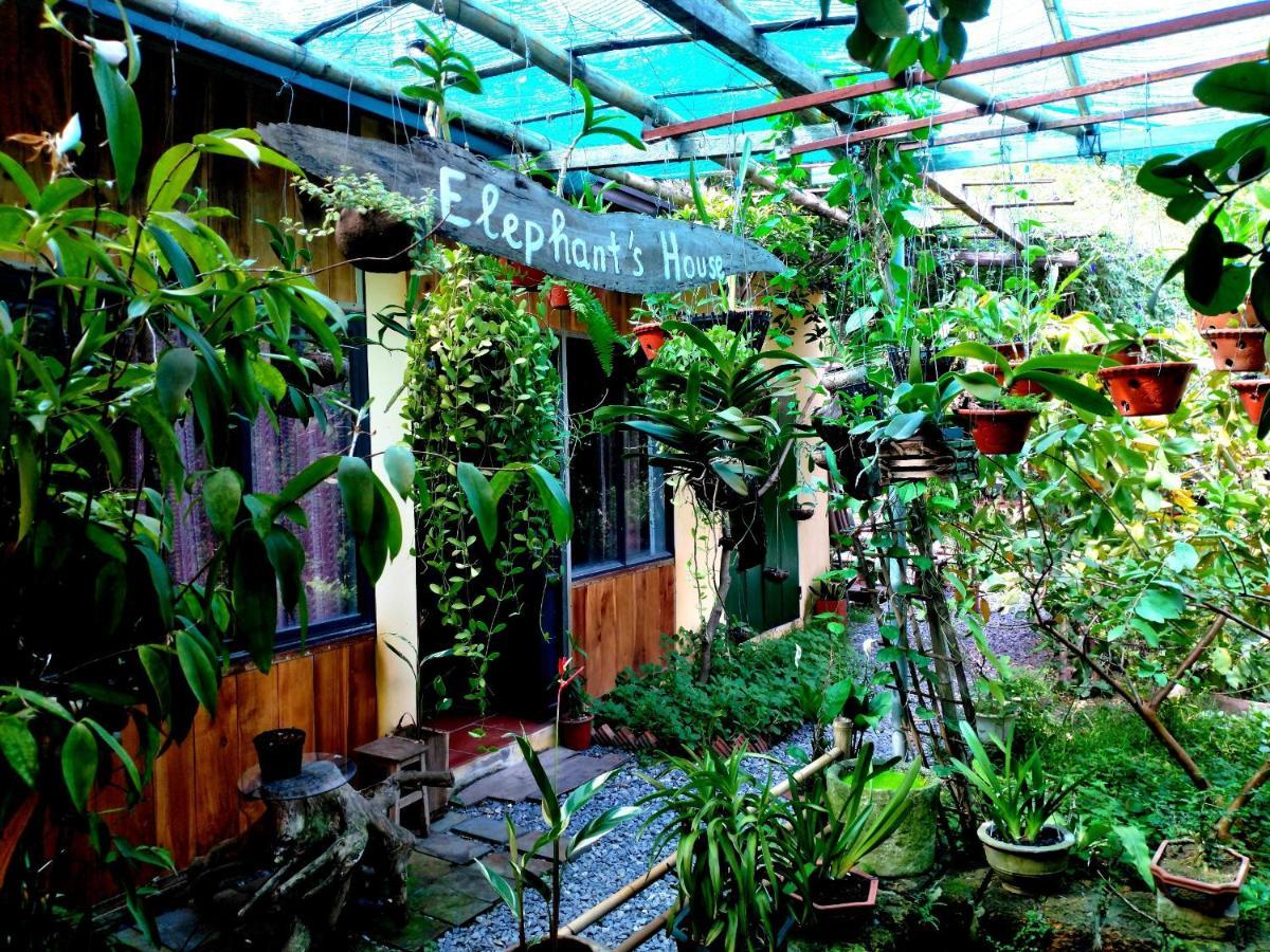 Elephant House - Duong Lam Homestay *