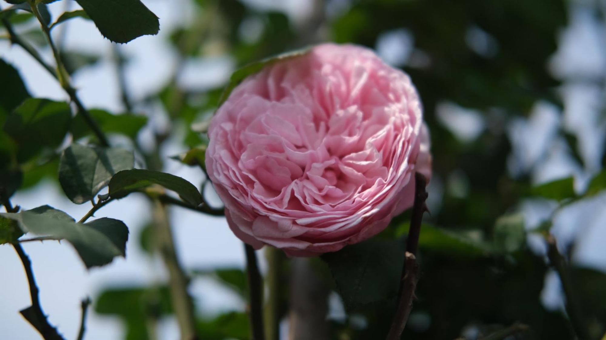 Khách sạn hẻo lánh The Bloom Hà Nội 4*