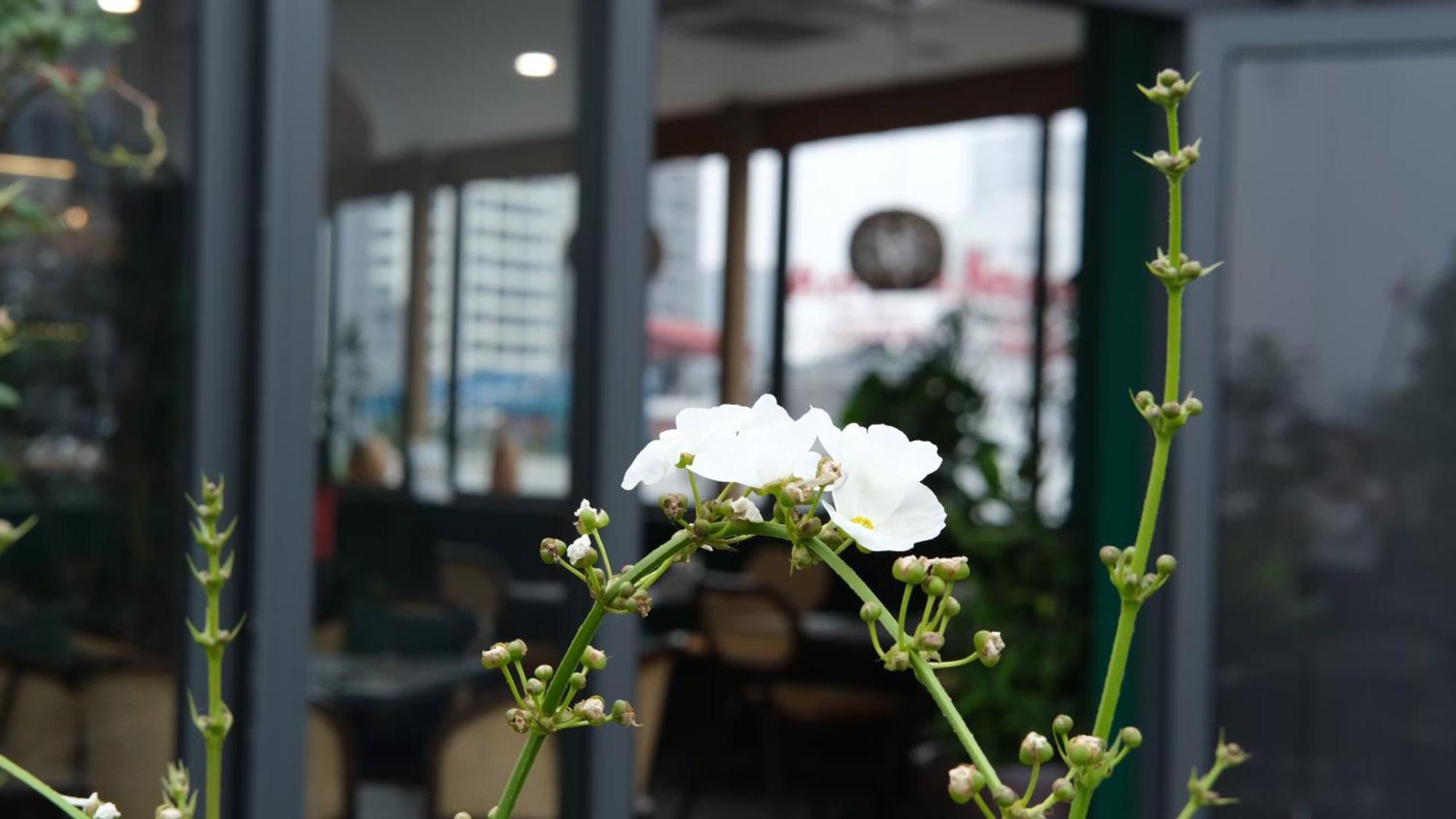 The Bloom Hà Nội Khách sạn hẻo lánh 4*