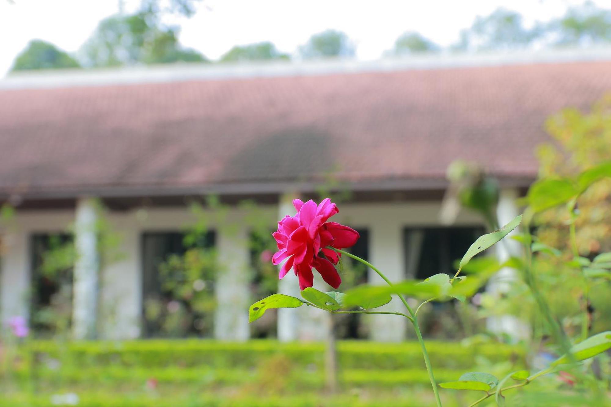 Sapphire Hill Penginapan ladang *